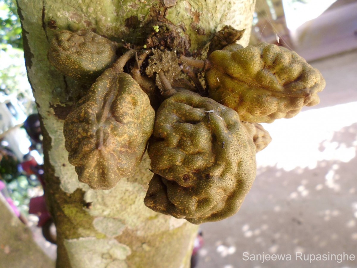 Cynometra cauliflora L.